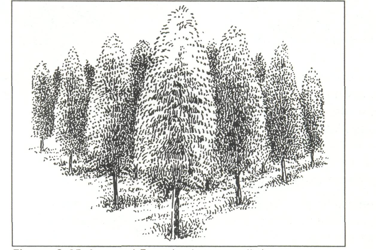 8-11-woodlots